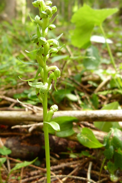 Orchidea Dolomiti Bellunesi